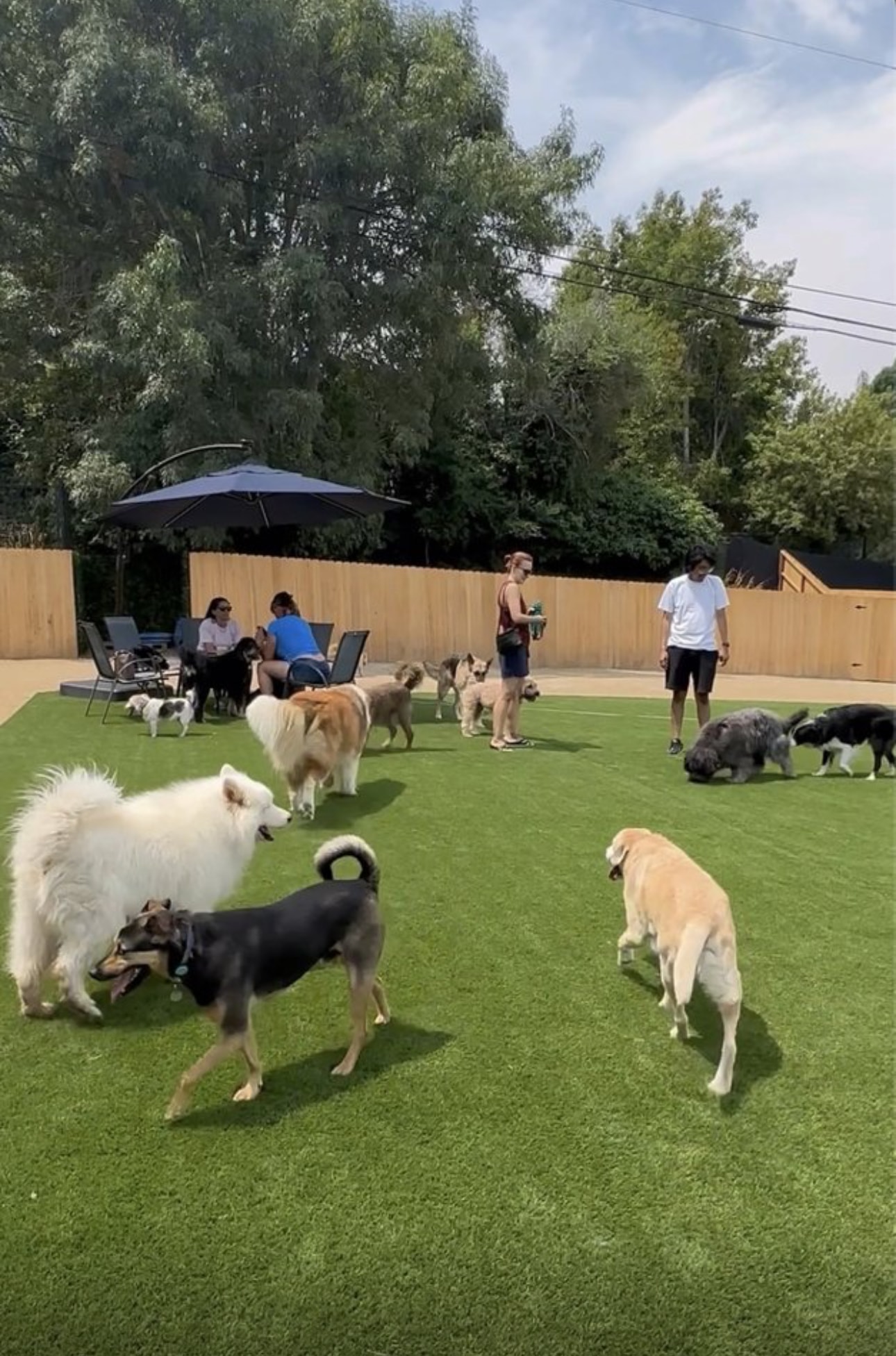 Dogs playing in the St. Barks yard